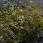 Mossy